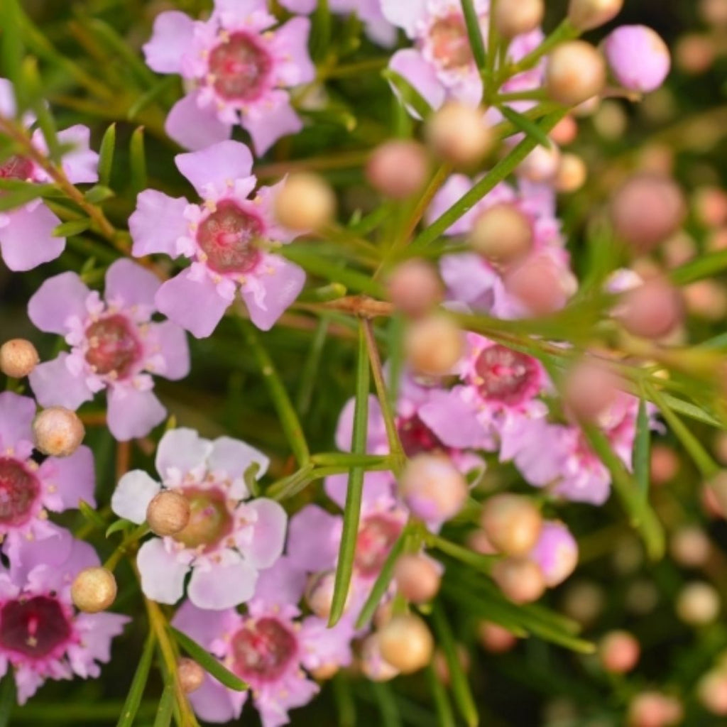 Chamelaucium Raspberry Ripple 200mm