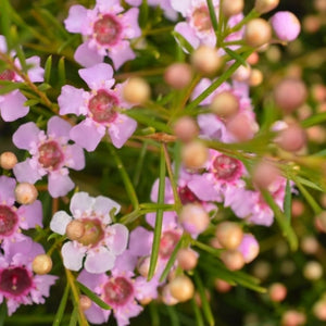 Chamelaucium Raspberry Ripple 200mm