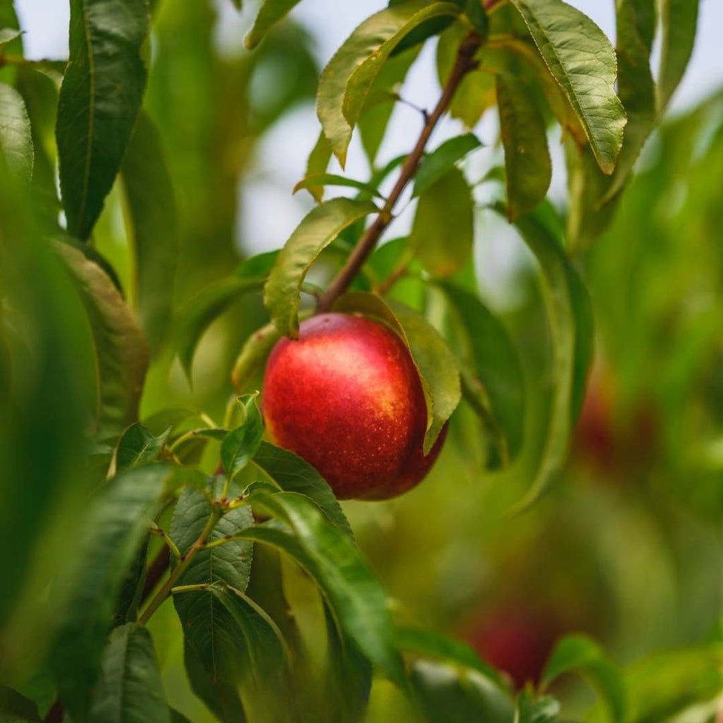 Nectarine Fantasia 300