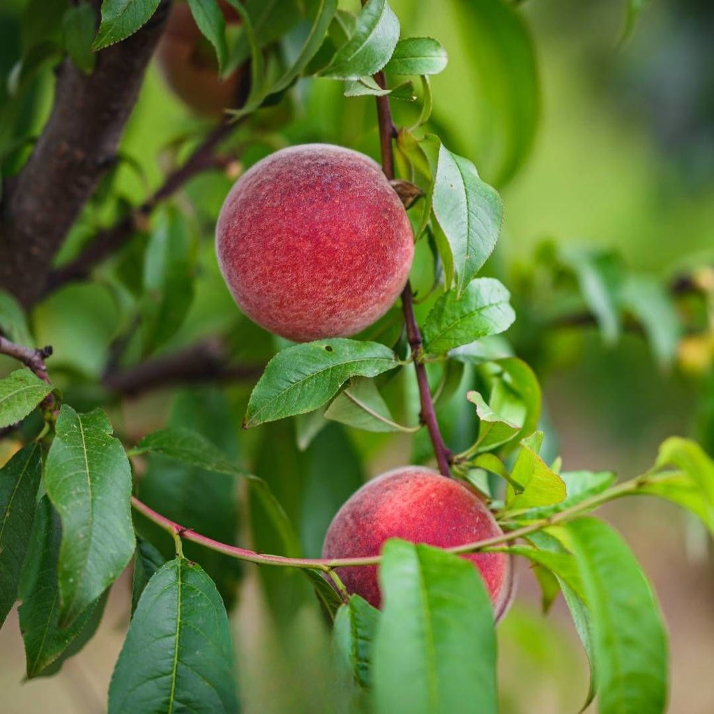 Peach Anzac 300