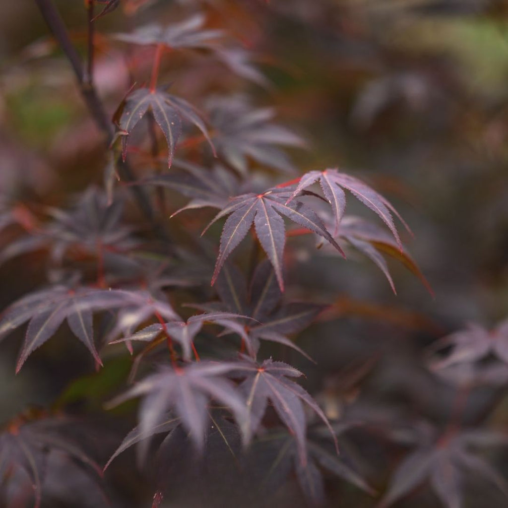 Acer Palmatum Atropurpureum Advanced 300