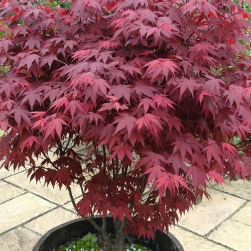 Acer Palmatum Atropurpureum Advanced 300