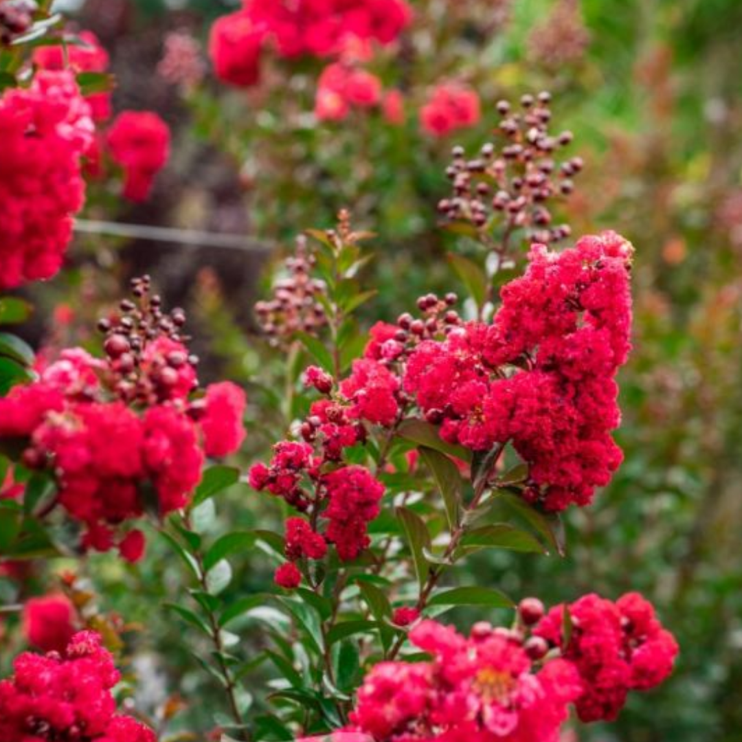 Lagerstroemia Ruffled Red Magic 300