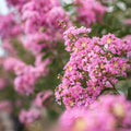 Lagerstroemia Lipan 300