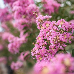 Lagerstroemia Lipan 300