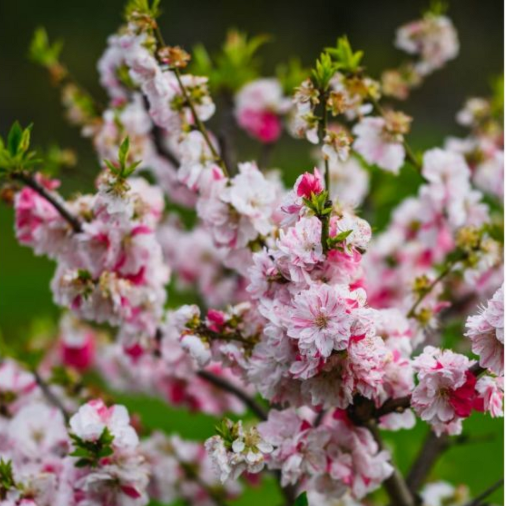 Prunus Persica Versicolour 300