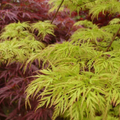 Acer Pal Dissectum Emerald Lace Sht Std 400