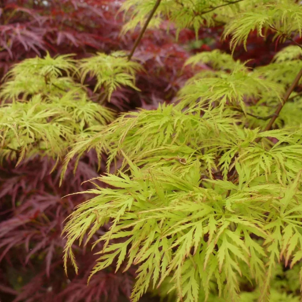 Acer Pal Dissectum Emerald Lace Sht Std 400