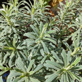 Euphorbia Glacier Blue 140mm