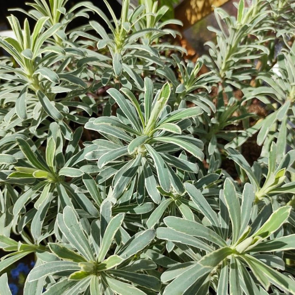 Euphorbia Glacier Blue 140mm
