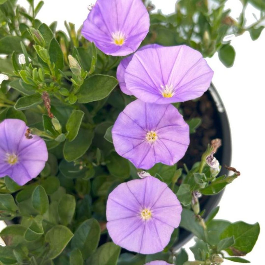 Convolvulus Early Blue 140mm