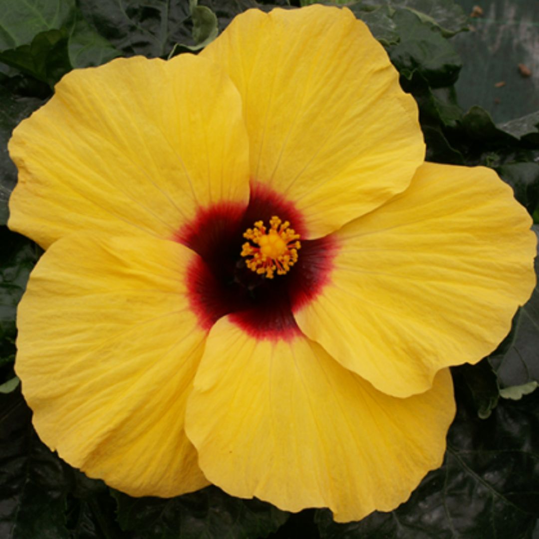 Hibiscus Fantasy Lemon Delight 140mm