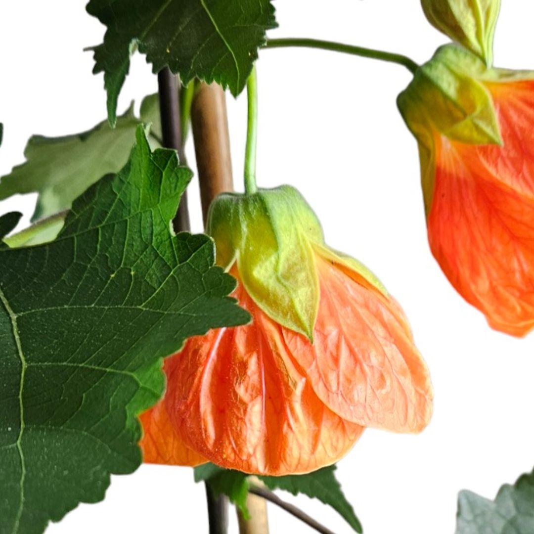 Abutilon 140mm