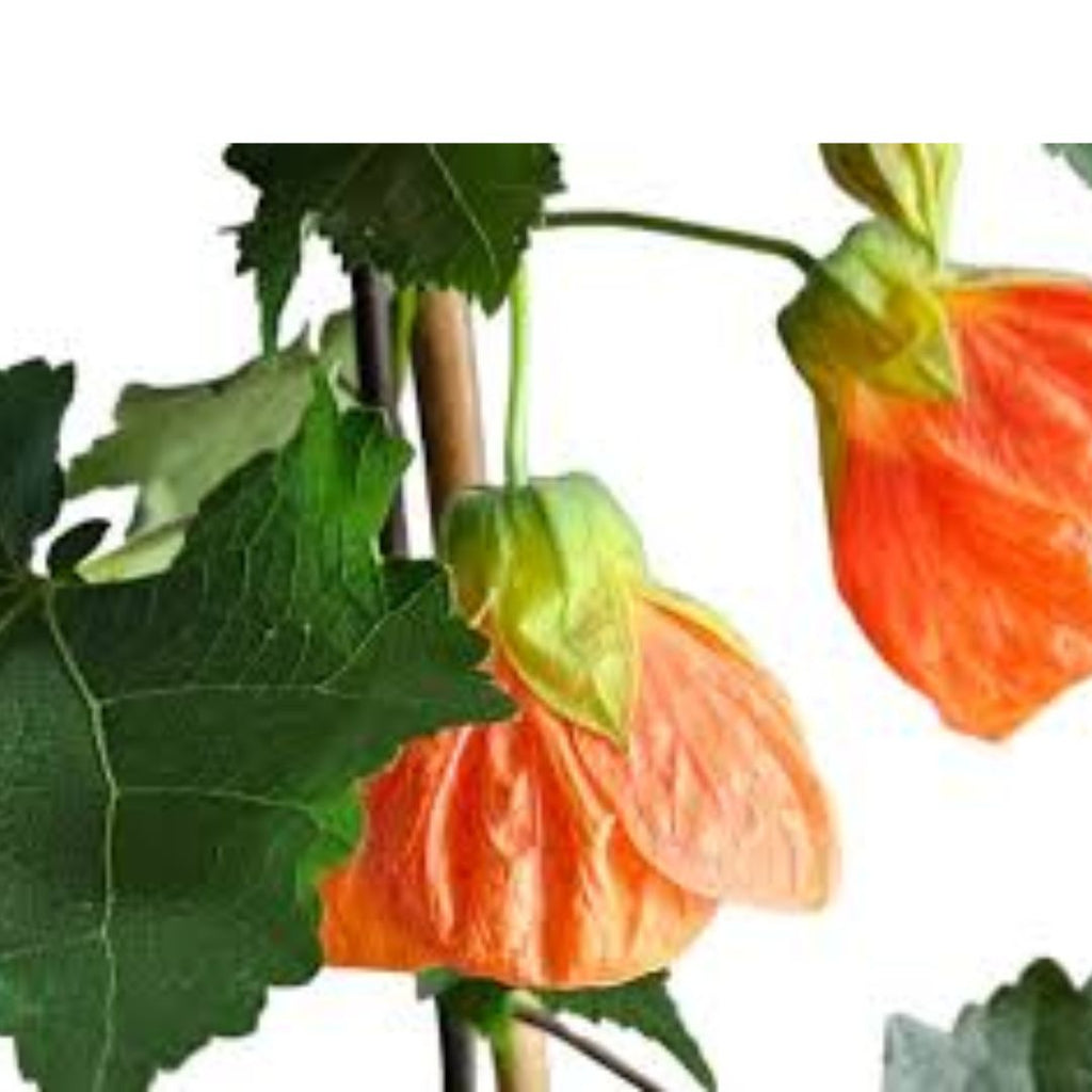 Abutilon 140mm