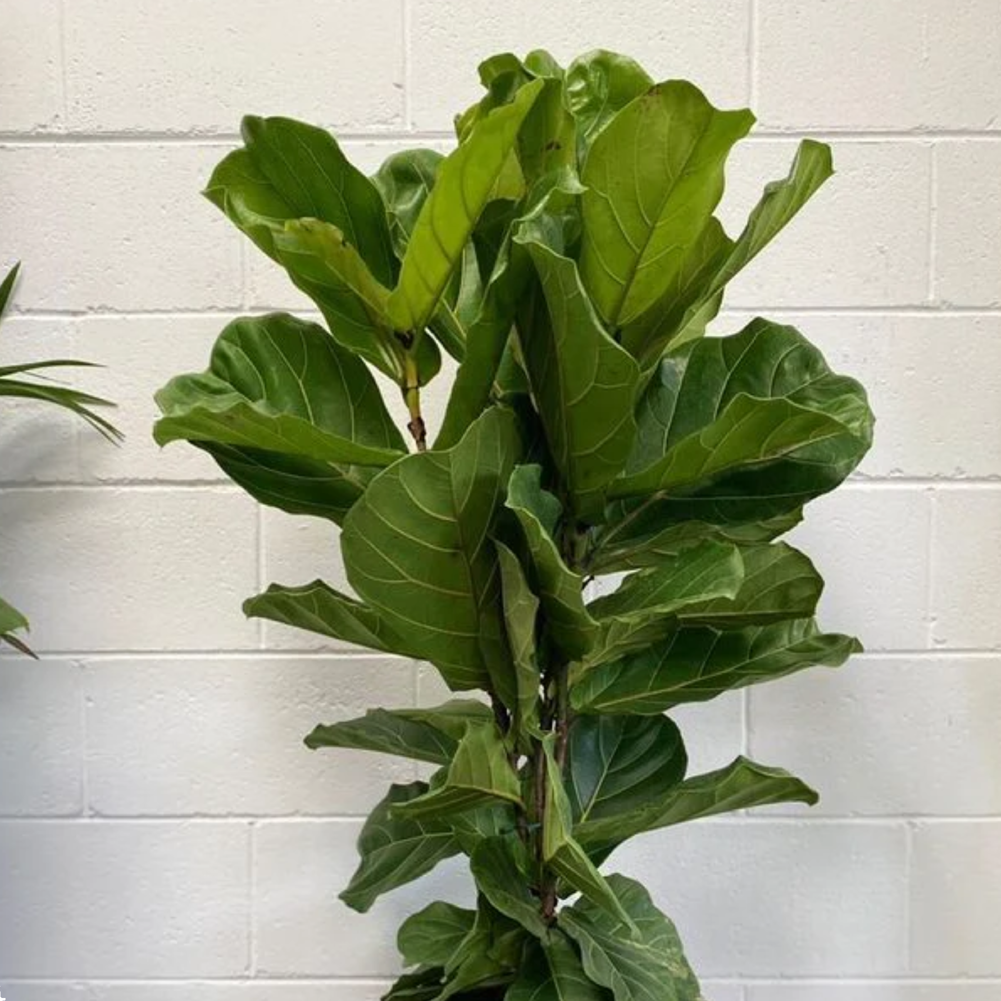 Ficus Lyrata 400mm