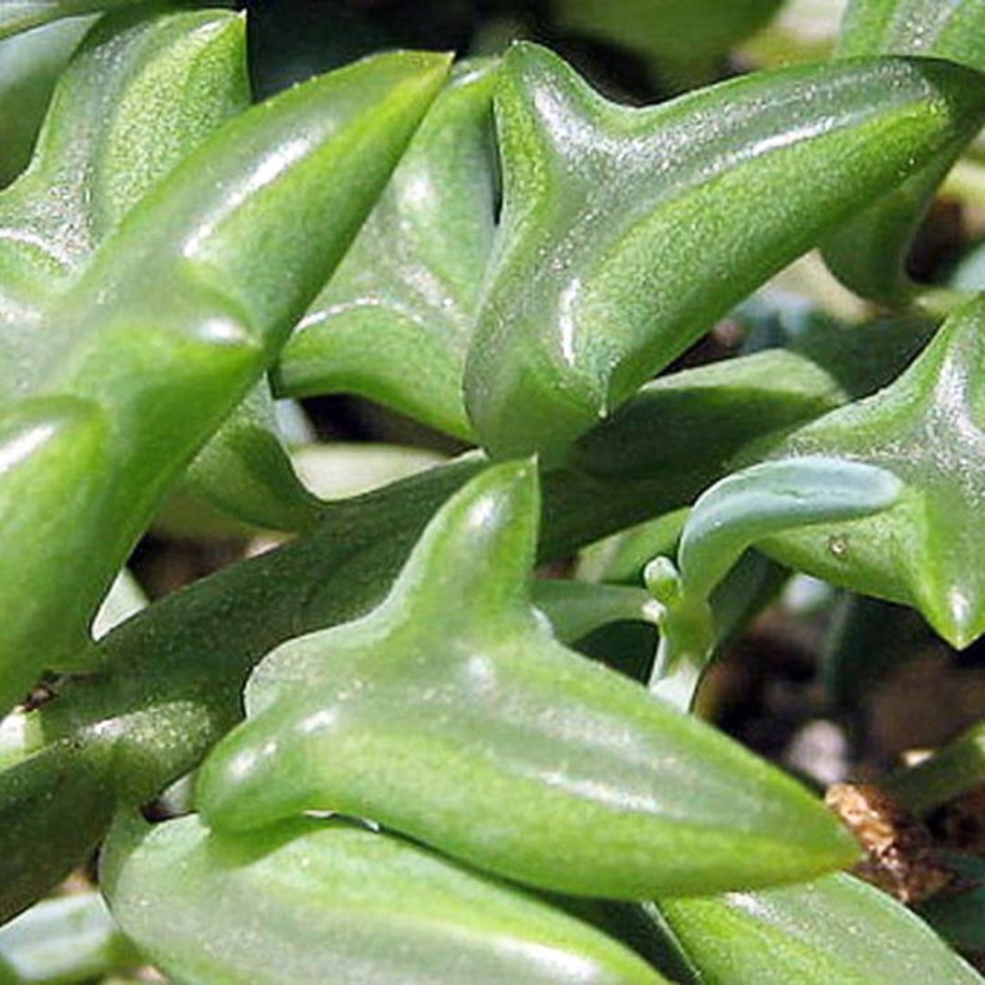 Senecio Basket String Of Dolphins – Lumpys Nursery & Landscape Yard