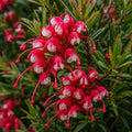 Grevillea Cherry Ripe 140mm 