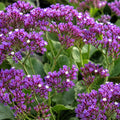 Limonium Perezii Blue 140mm