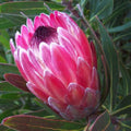 Protea Pink Ice 200mm
