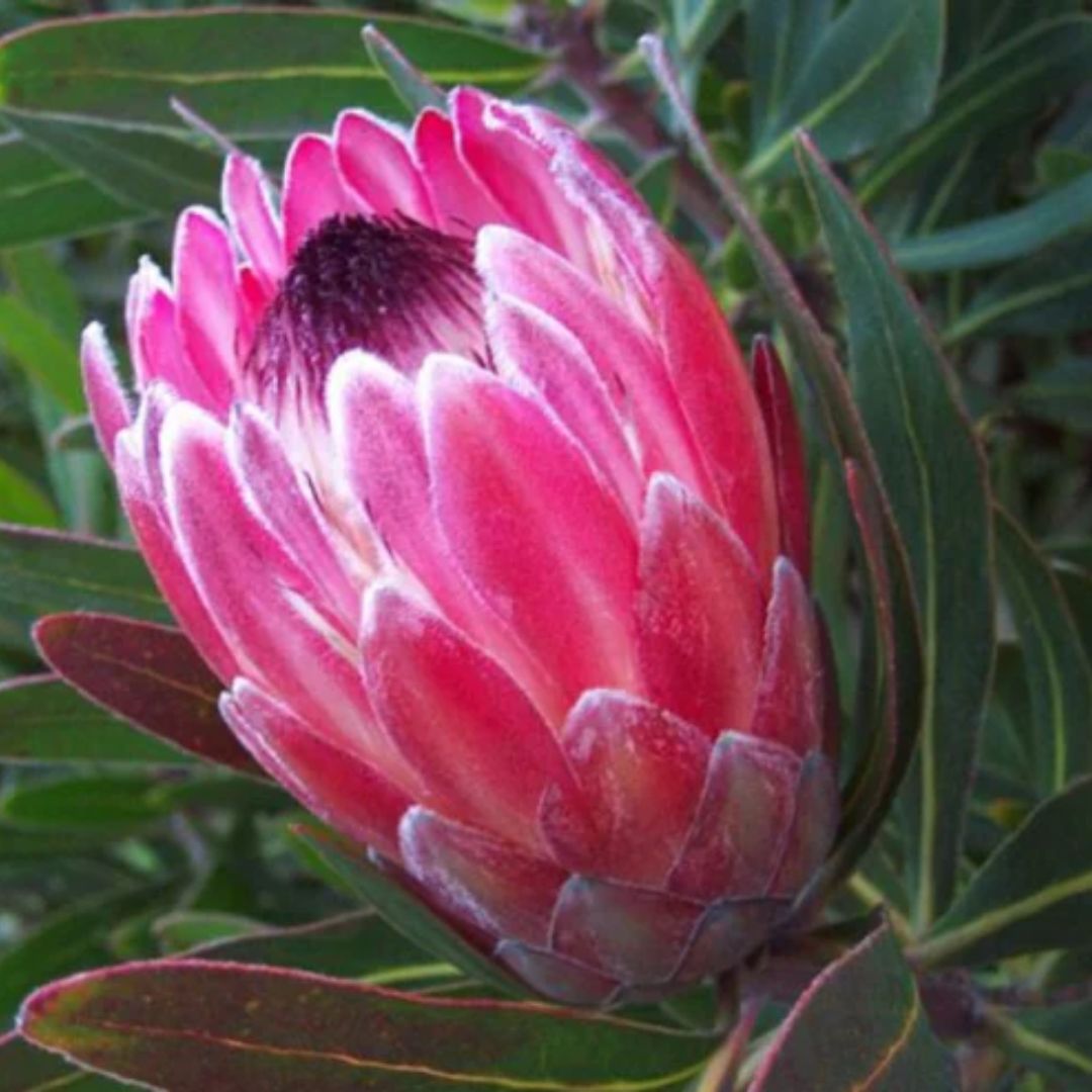 Protea Pink Ice 200mm