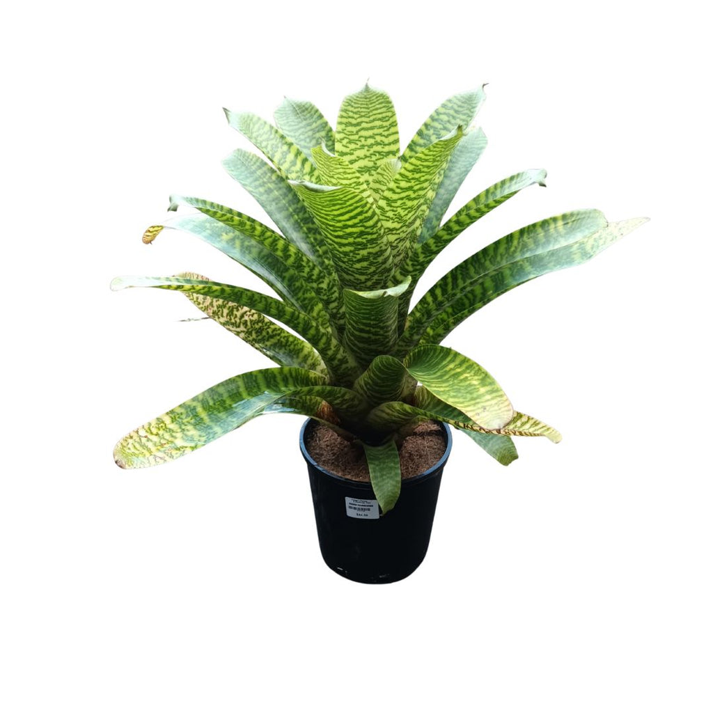 Vriesea Foliage180mm