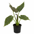 Alocasia Wenti 200mm