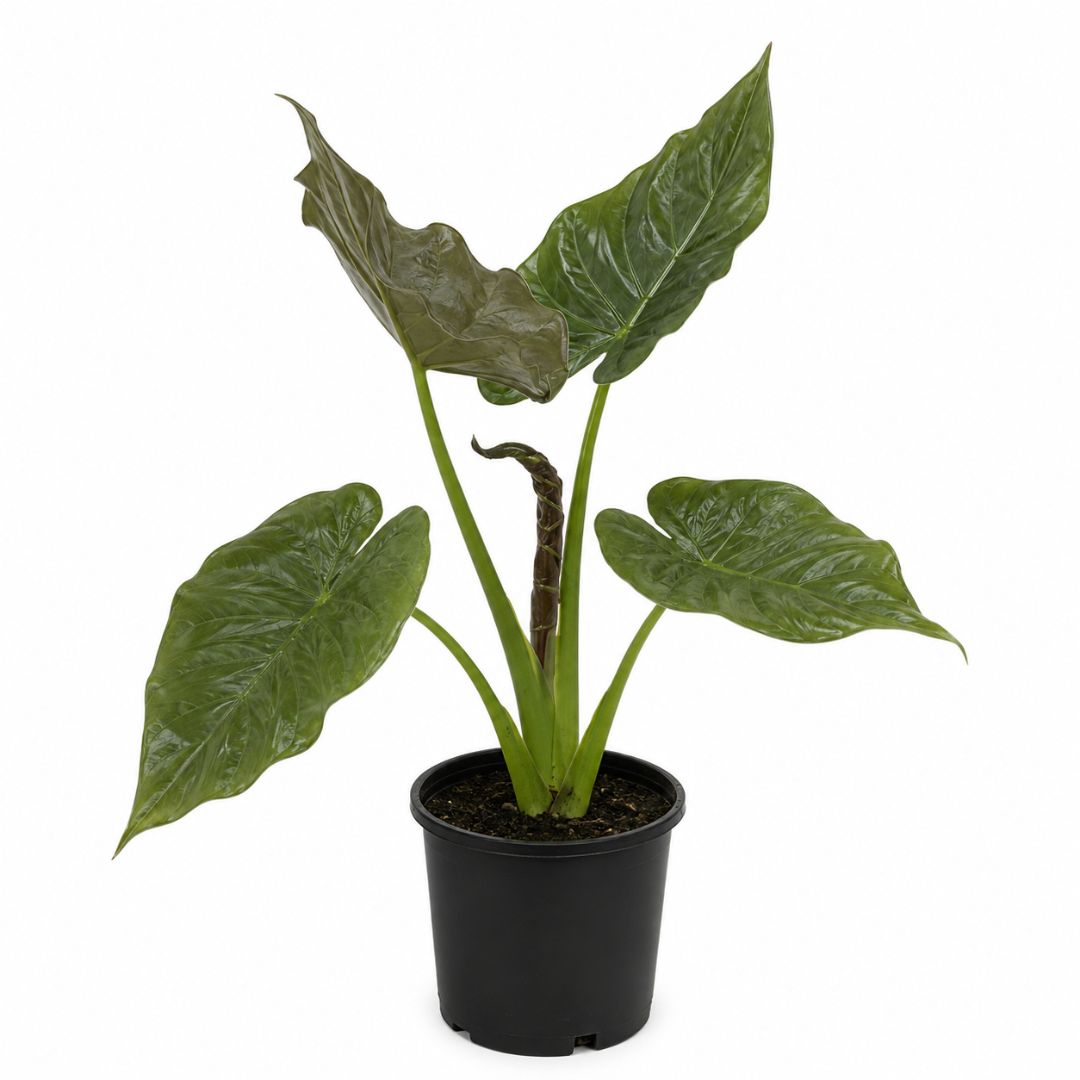 Alocasia Wenti 200mm