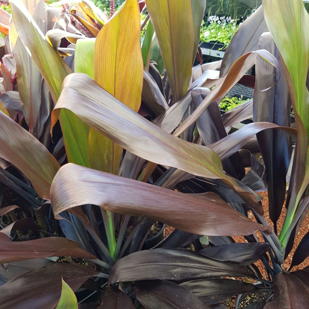 Cordyline Negra  200mm