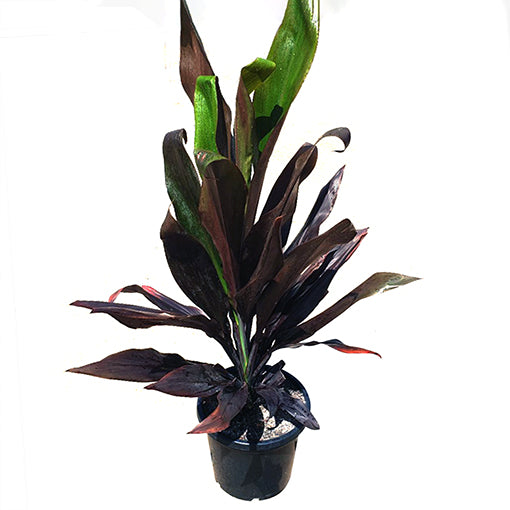 Cordyline Negra  200mm