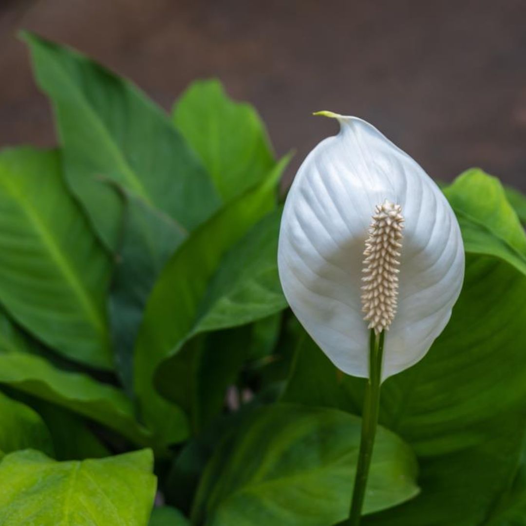 Spathiphyllum Stephanie 200mm