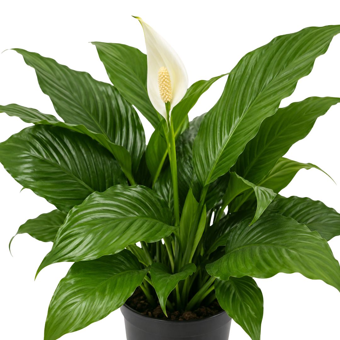 Spathiphyllum Sweet Chico 200mm