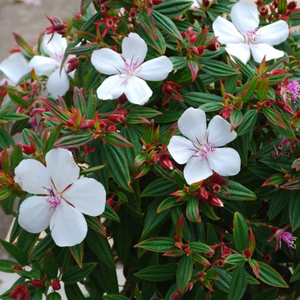 Tibouchina Peace Baby 140mm