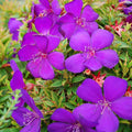 Tibouchina Groovy Baby 140mm