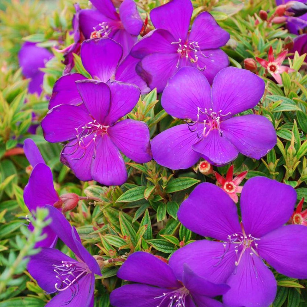 Tibouchina Groovy Baby 140mm