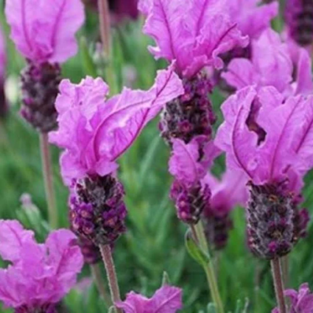 Lavendula Princess Lavender 140mm