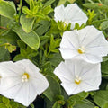 Convolvulus Prime White 140mm