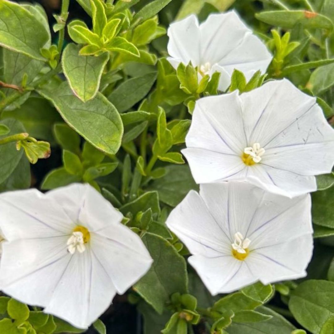 Convolvulus Prime White 140mm