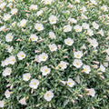 Convolvulus Cneorum 140mm