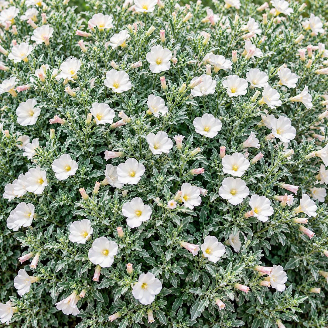 Convolvulus Cneorum 140mm