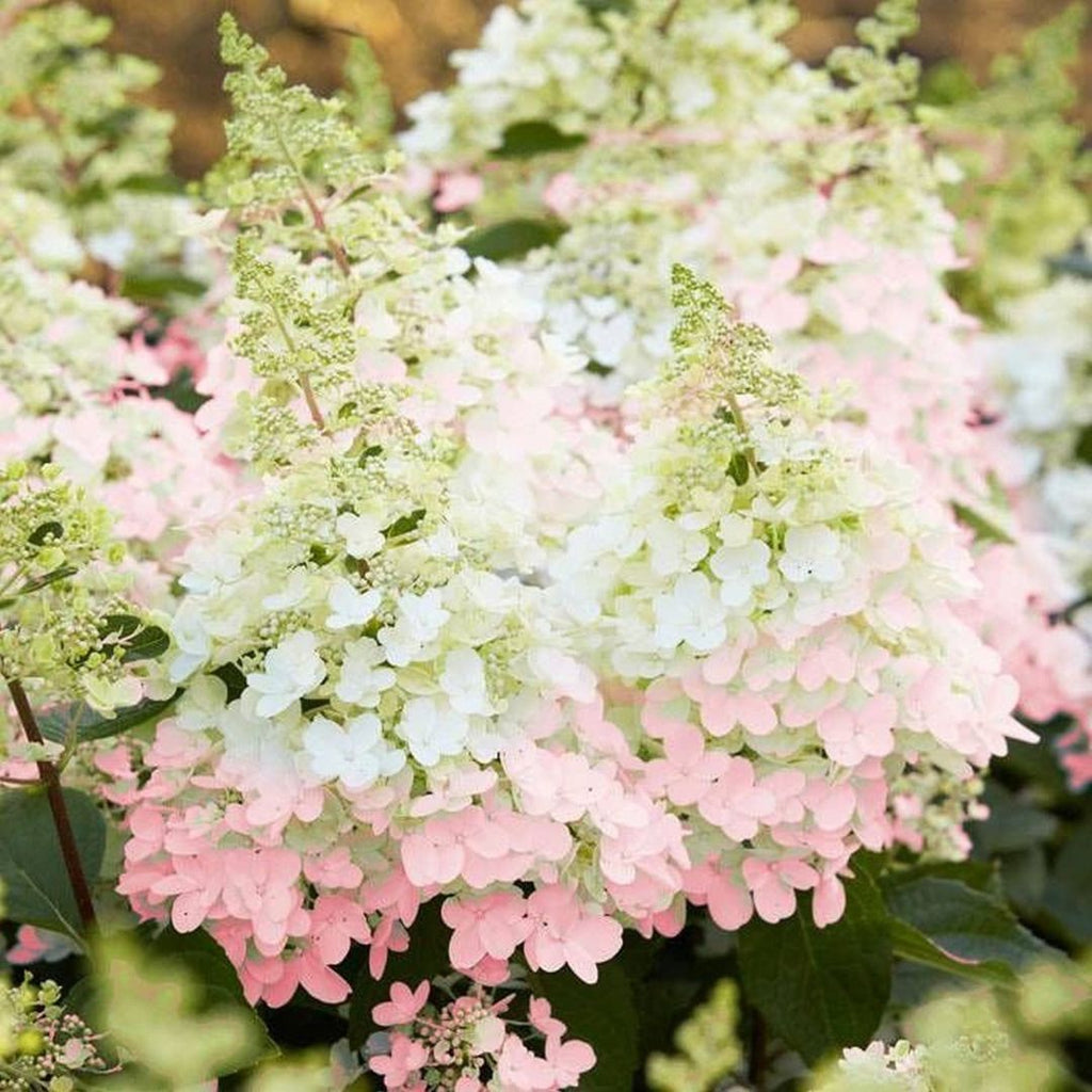 Hydrangea Paniculata Candlelight 200mm