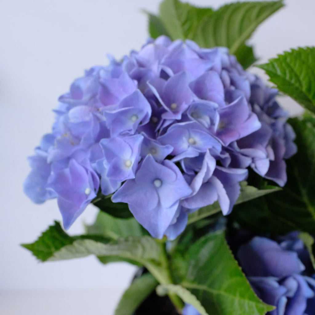 Hydrangea Tea Time Compact Blue 200mm