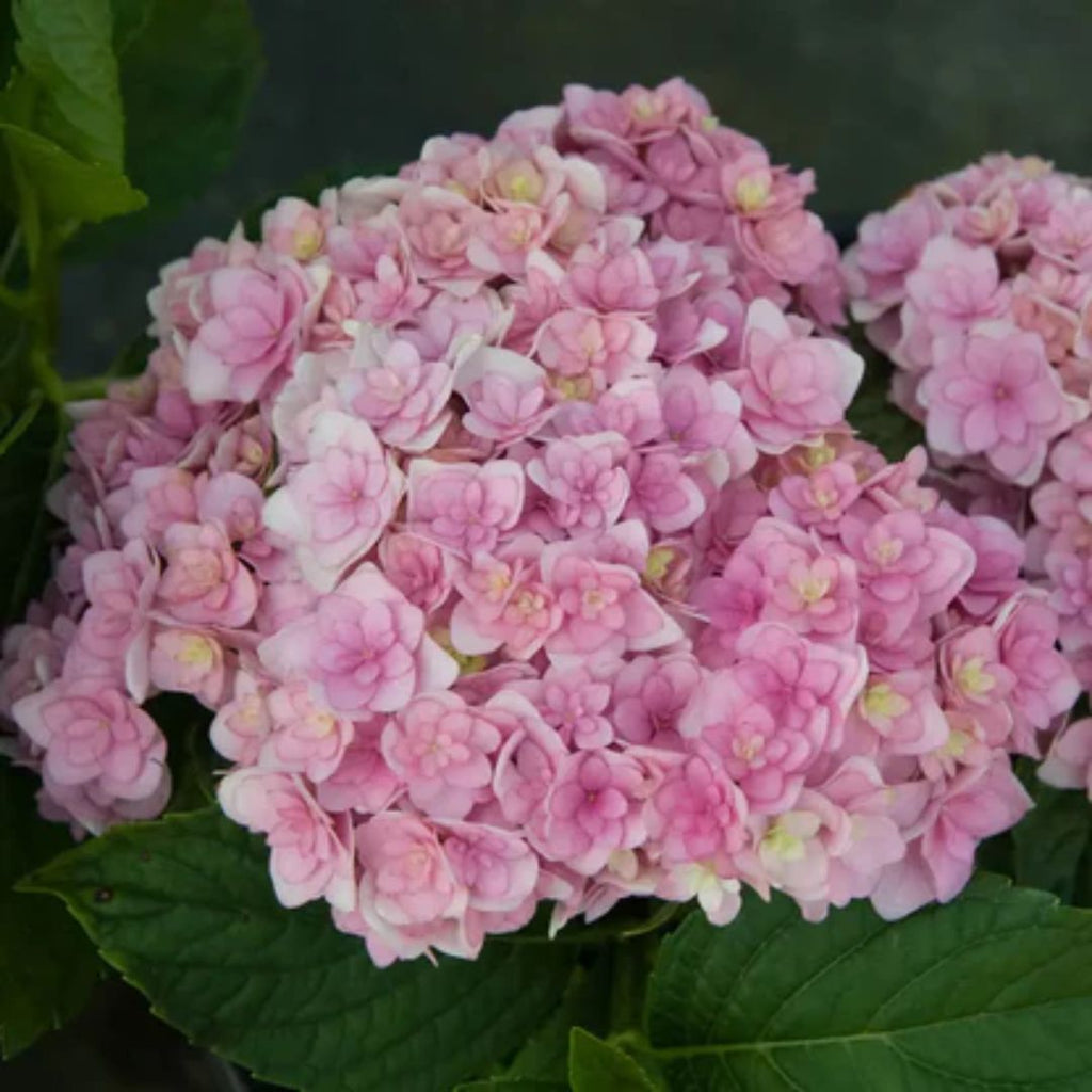 Hydrangea Tea Time Medium Pink 200mm