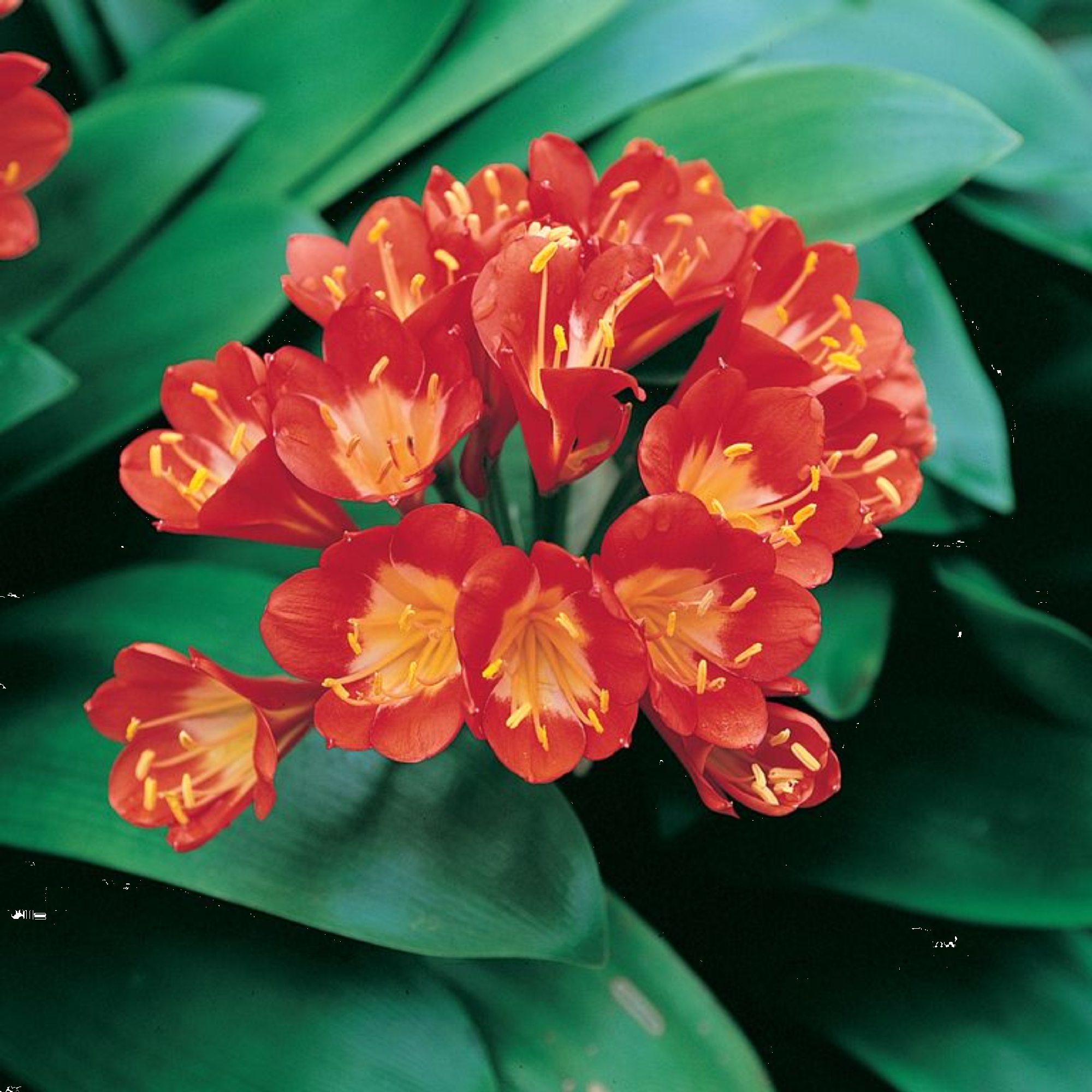 Clivia Belgian Hybrid 140mm