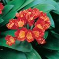 Clivia Belgian Hybrid 140mm