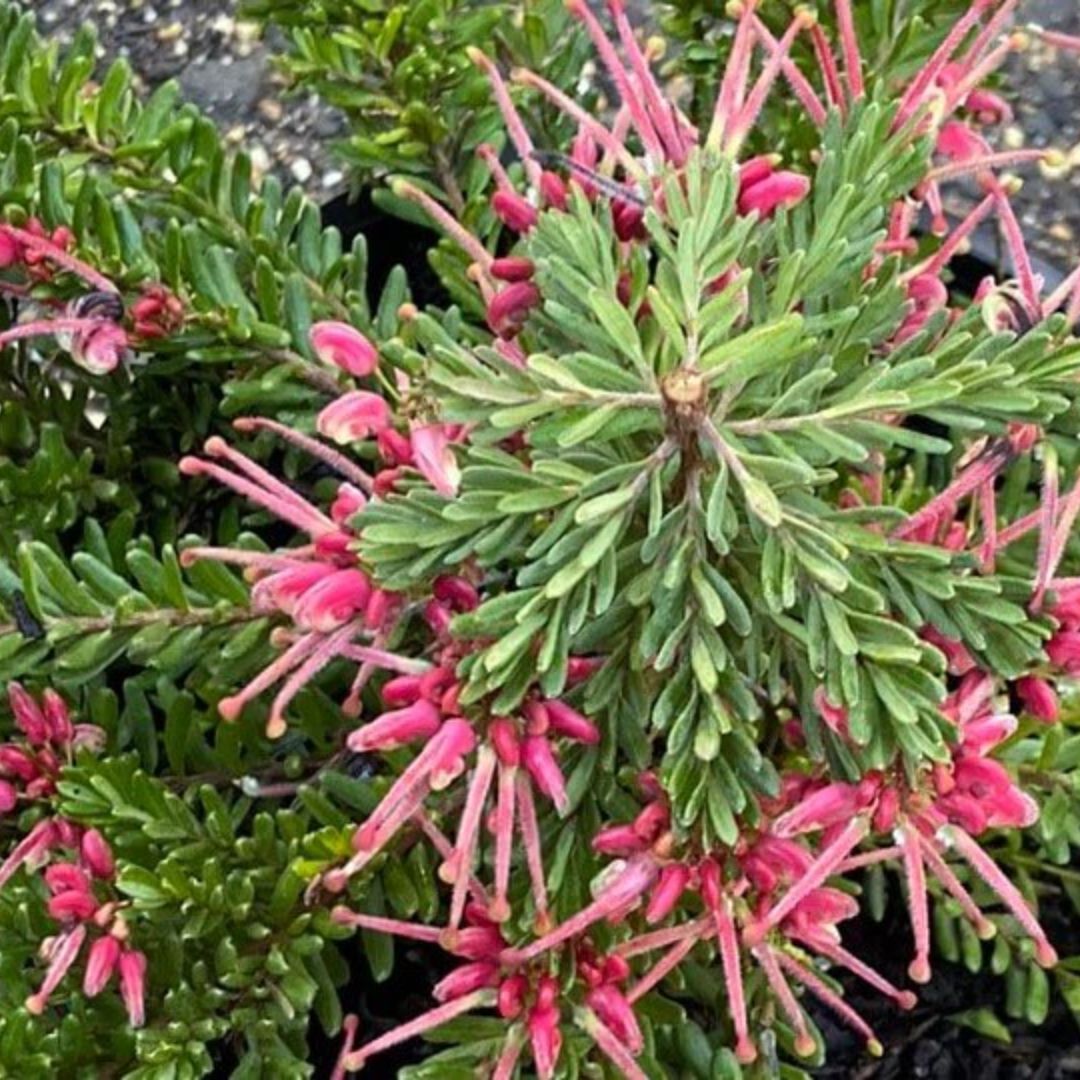 Grevillea Winter Nectar 140mm