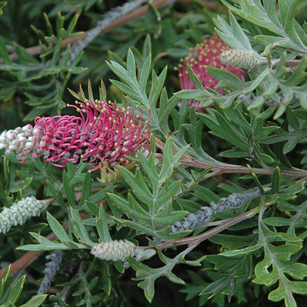 Grevillea Gaudi Chaudi 200