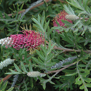 Grevillea Gaudi Chaudi 200