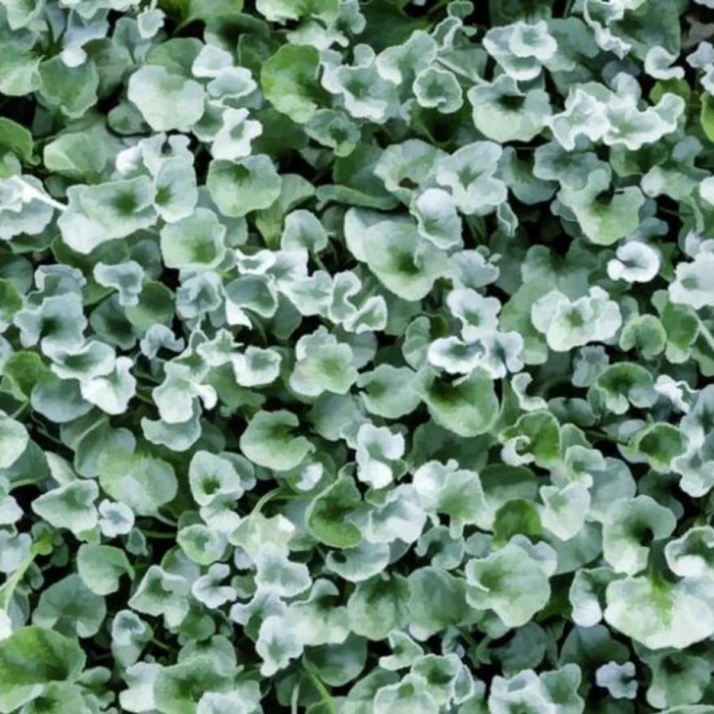 Dichondra Silver Falls 140mm
