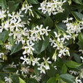 Trachelospermum Jasminoides  200mm