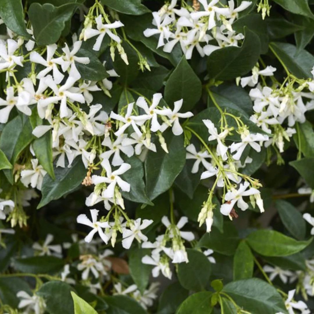 Trachelospermum Jasminoides  200mm